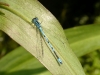 Azure Damselfly 2nd June 07 garden pond_filtered